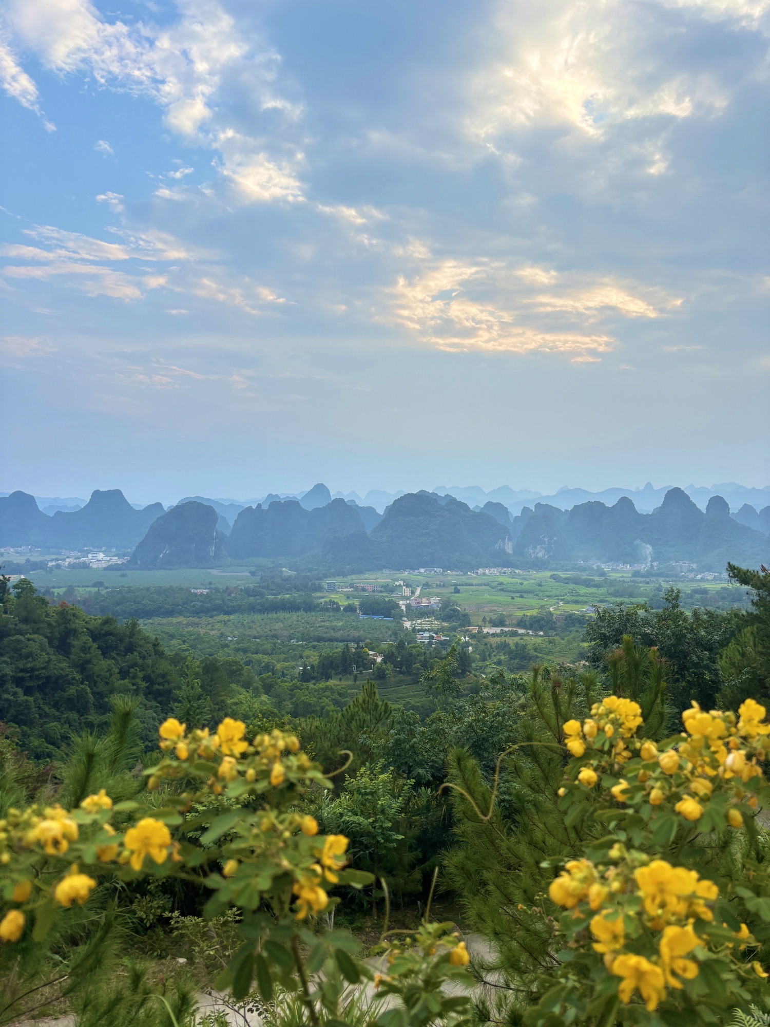 德高信T三有机茶园旅行图片 2