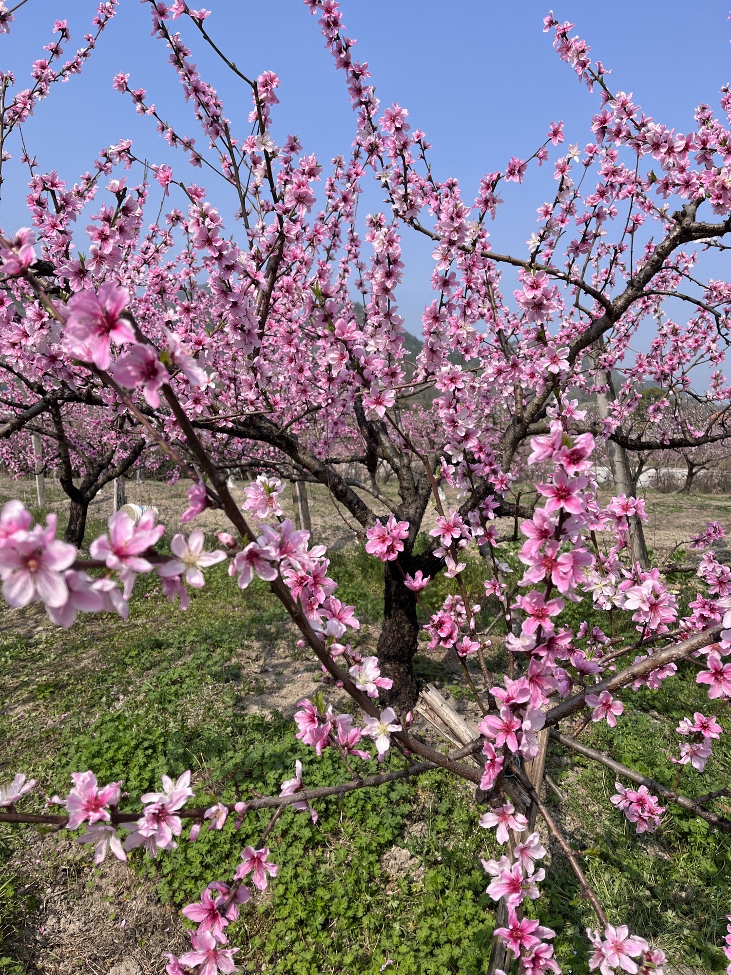 浙中桃花源景区旅行图片 1