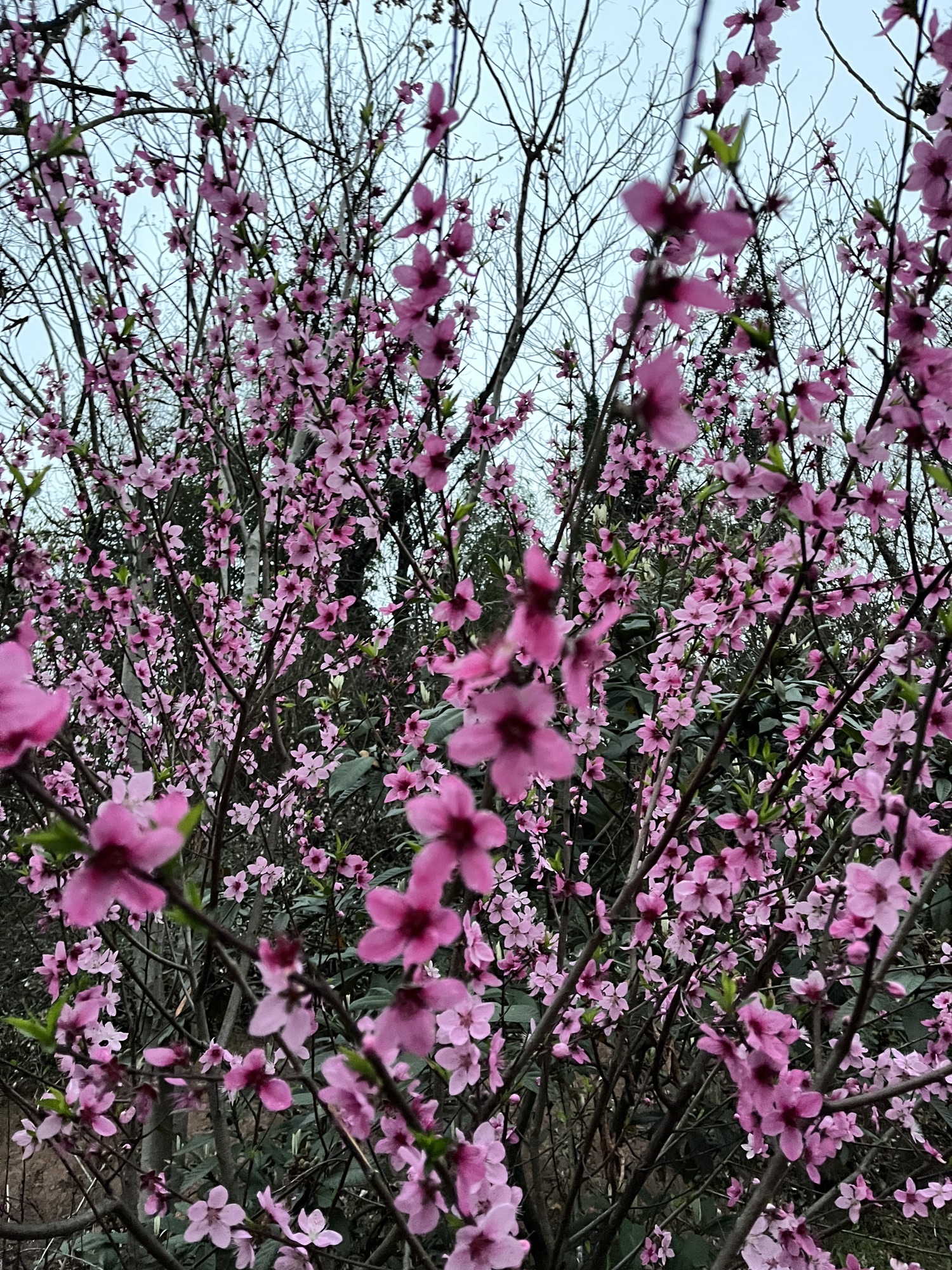 浙中桃花源景区旅行图片 2