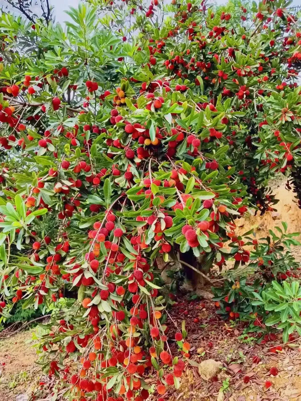 浙中桃花源景区旅行图片 3
