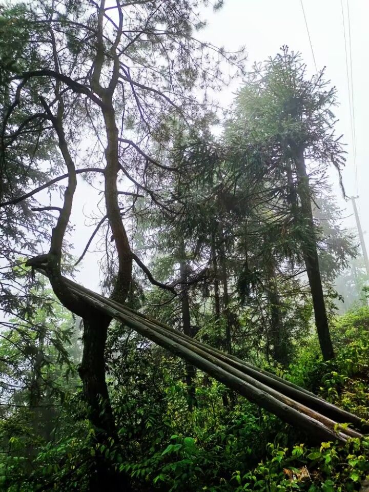 飞灵山风景区