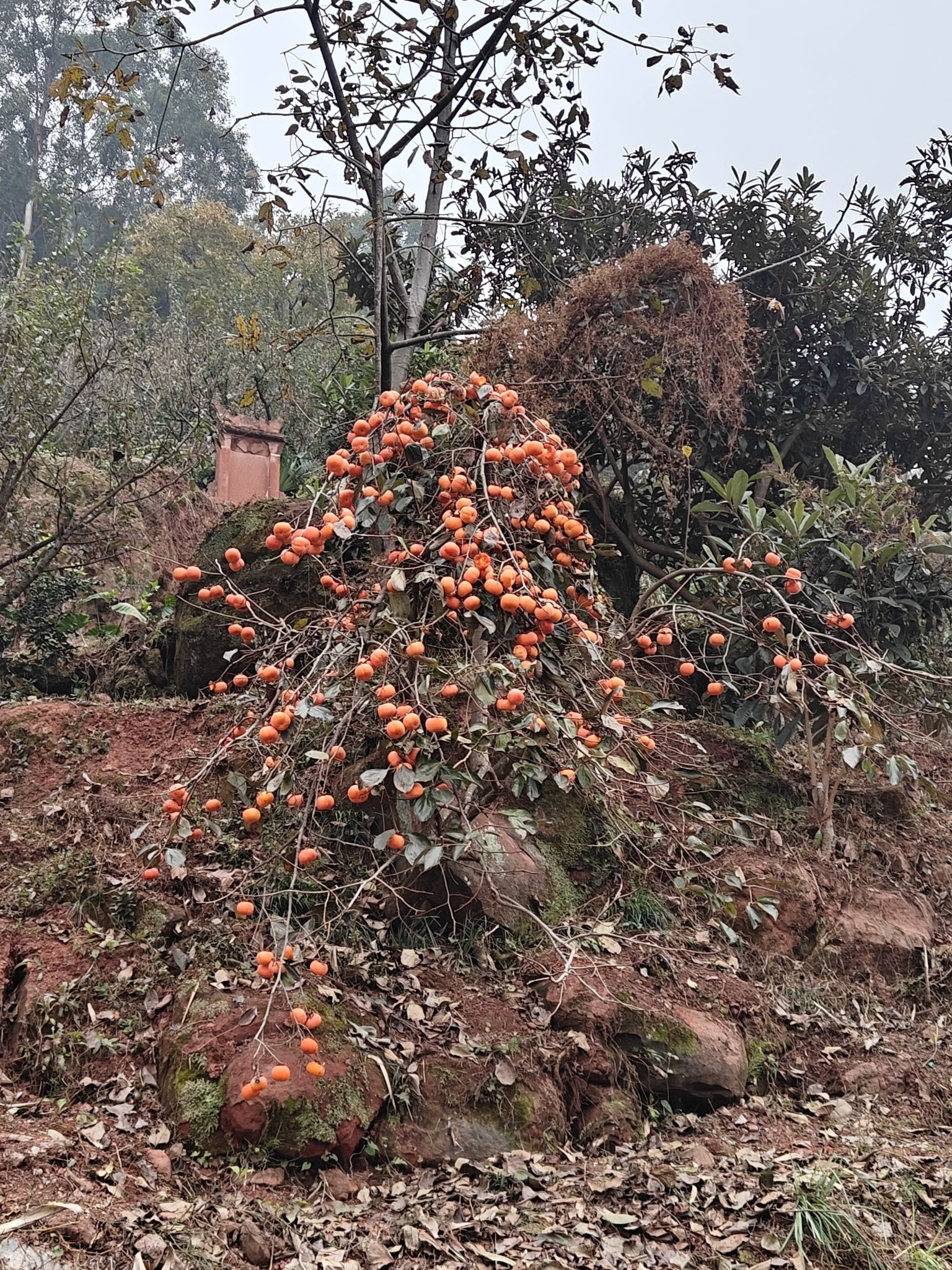 幸福古村旅行图片 2