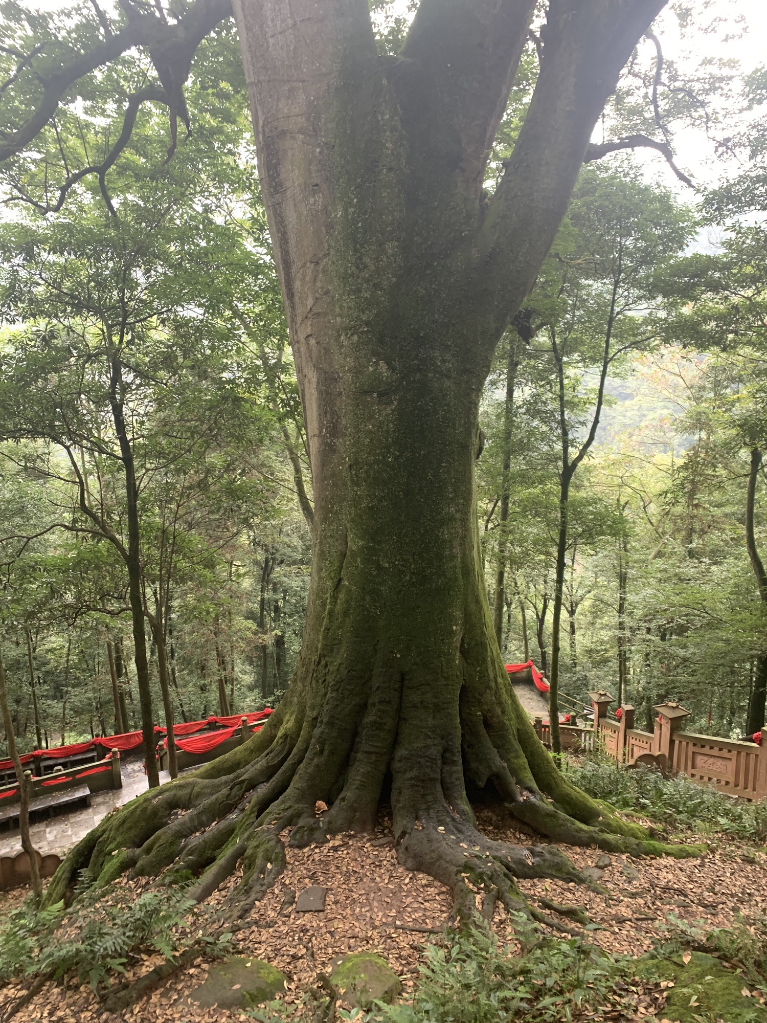 雅安千年红豆树旅行图片 3