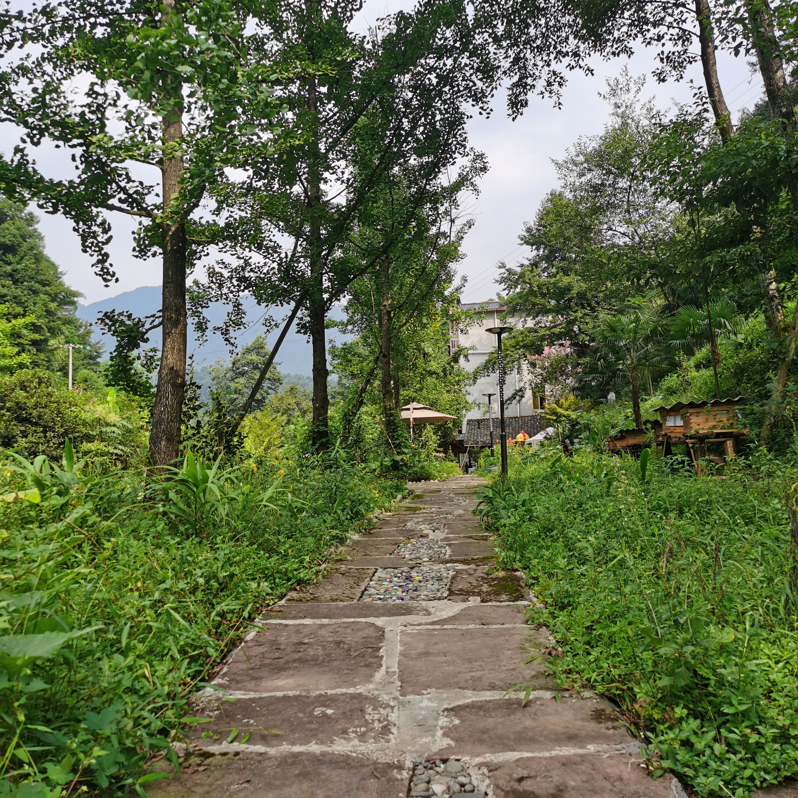 雅安千年红豆树旅行图片 2