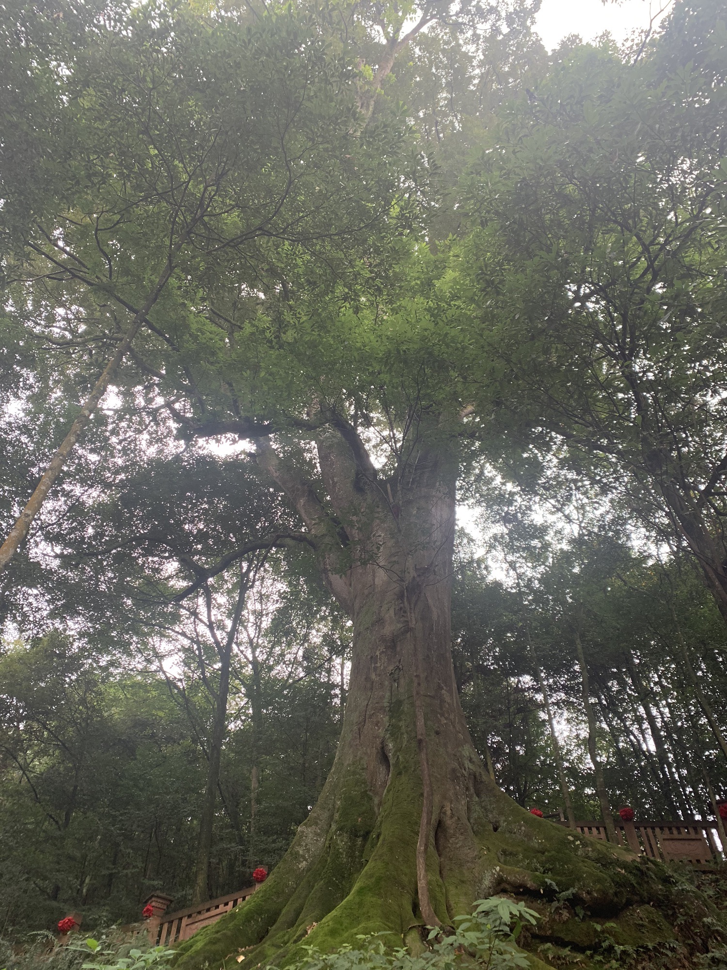 雅安千年红豆树旅行图片 1