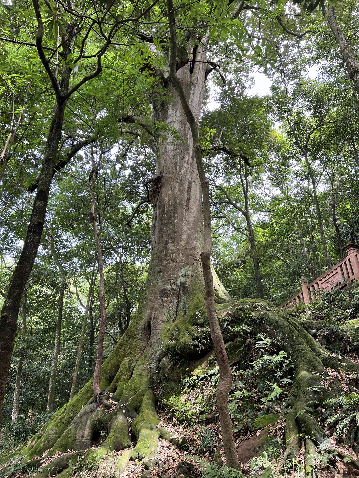雅安千年红豆树旅行图片 3