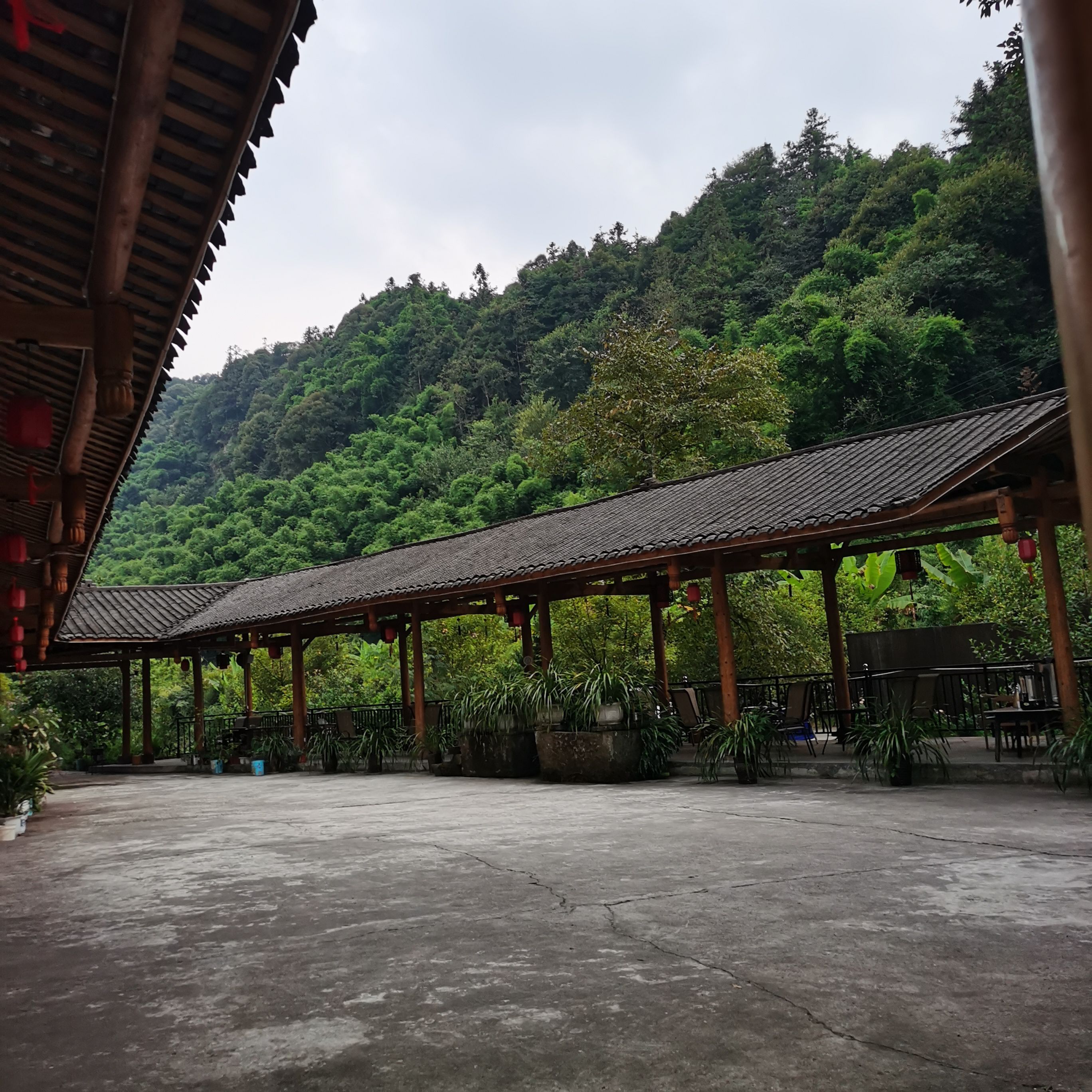 雅安千年红豆树旅行图片