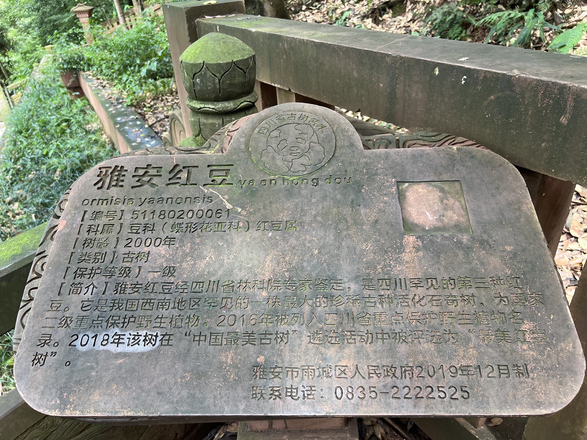 雅安千年红豆树 - 上里镇便民圈栖邻生活圈风景名胜服务点实景照片