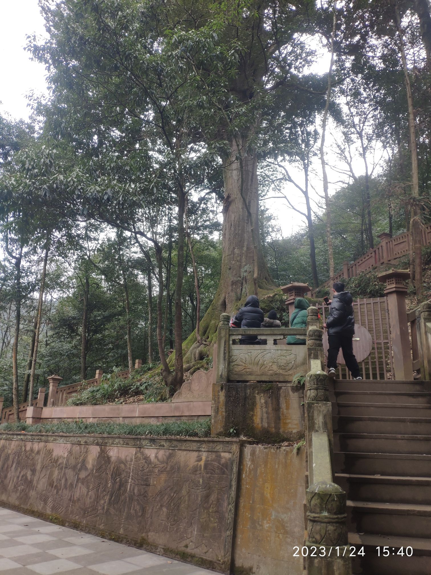 雅安千年红豆树旅行图片 2
