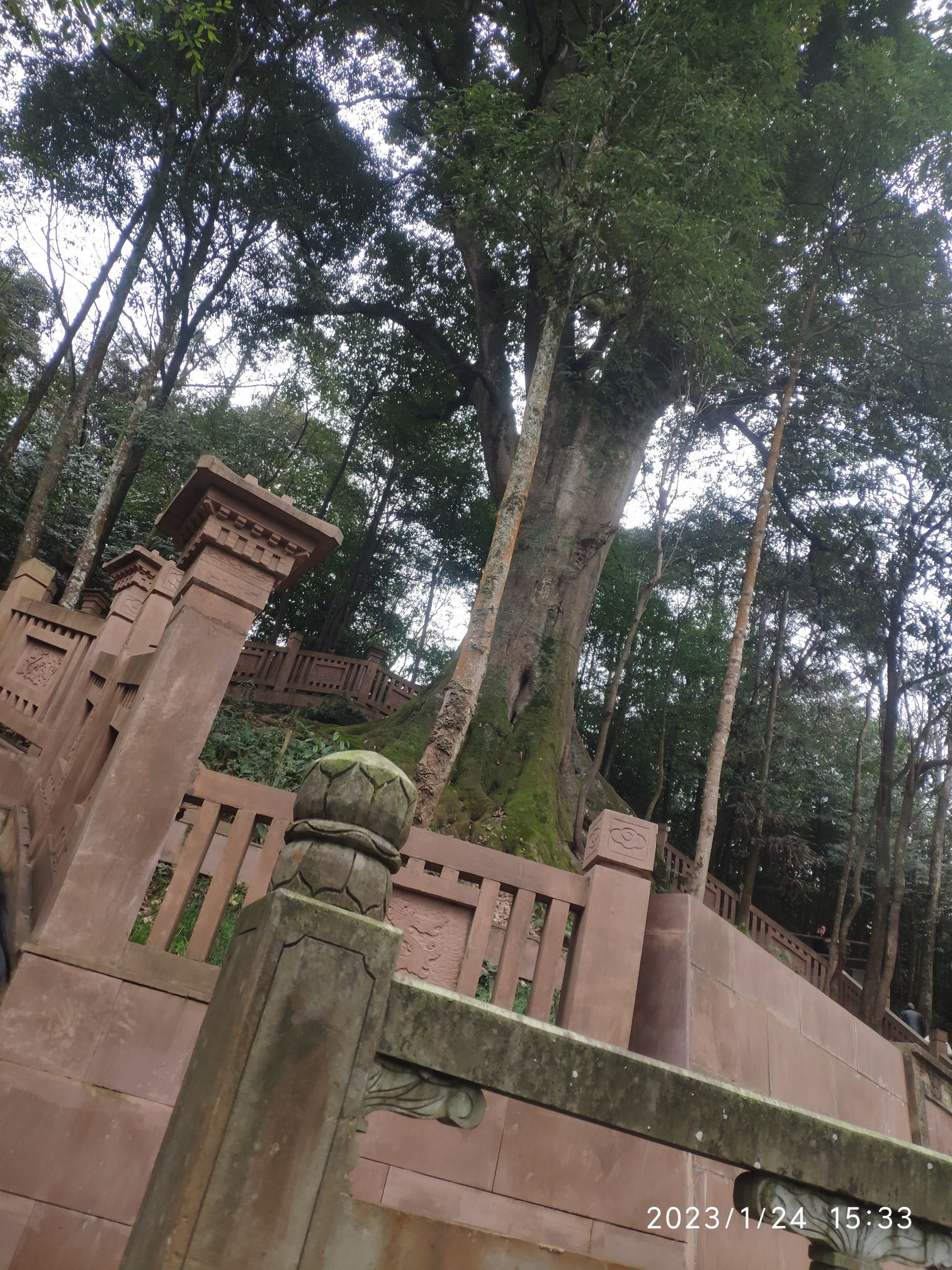 雅安千年红豆树旅行图片 1