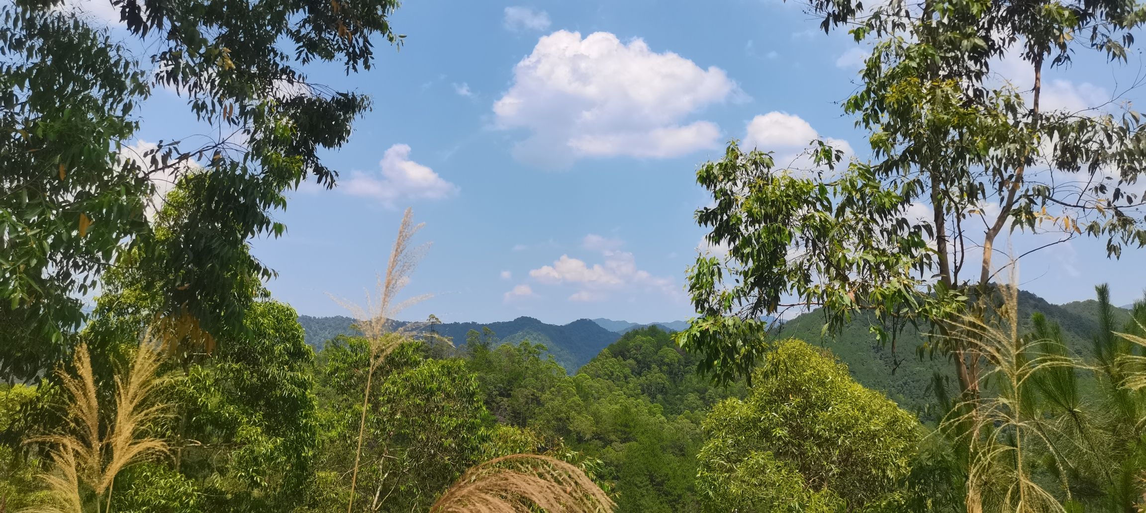 高山观音