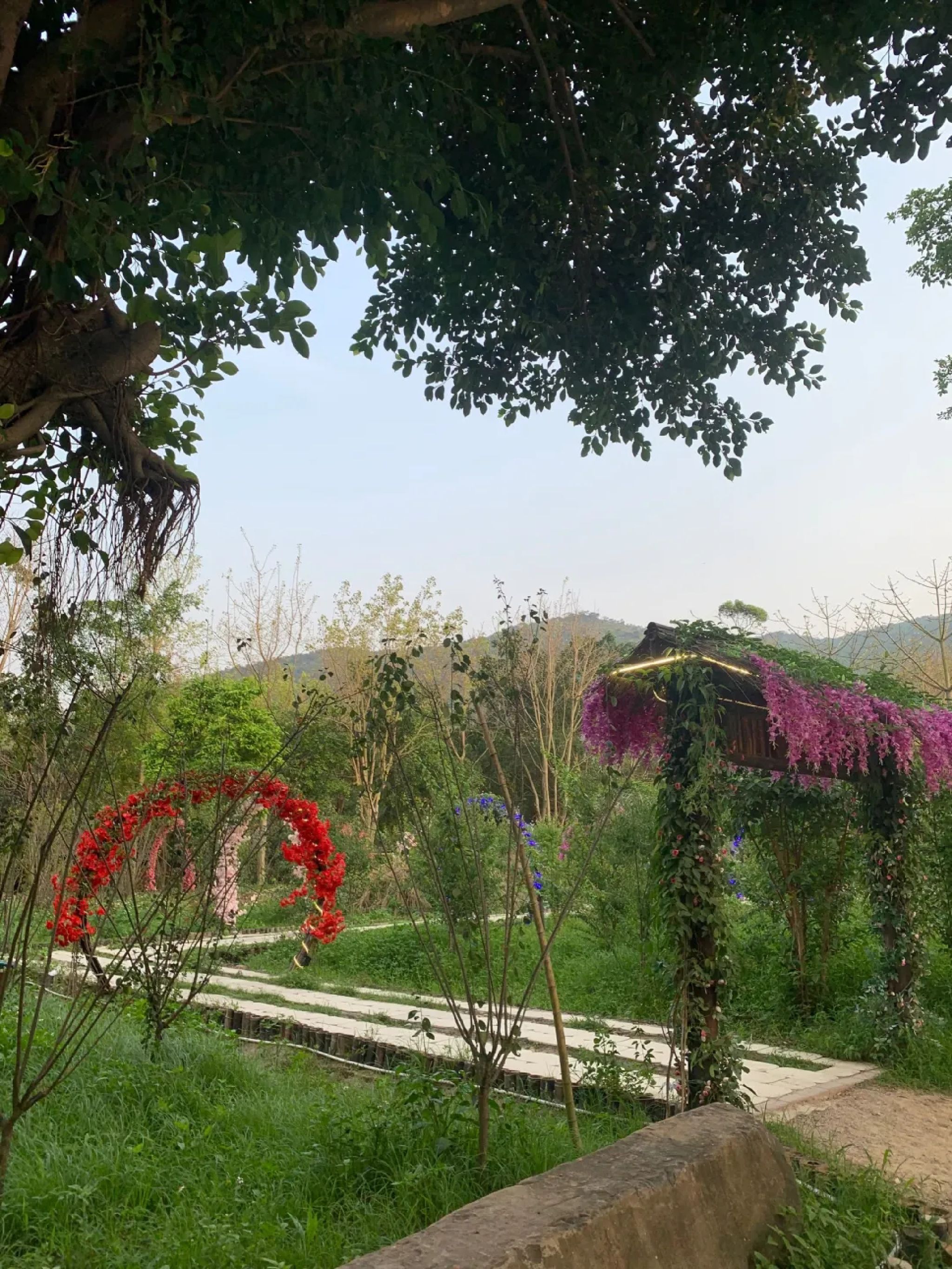 黄河宝树园旅行图片 1
