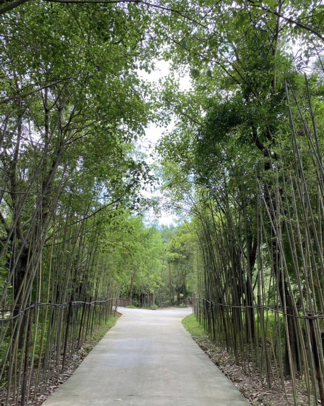黄河宝树园旅行图片 1