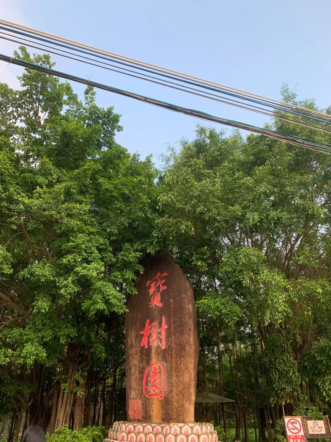 黄河宝树园旅行图片 3