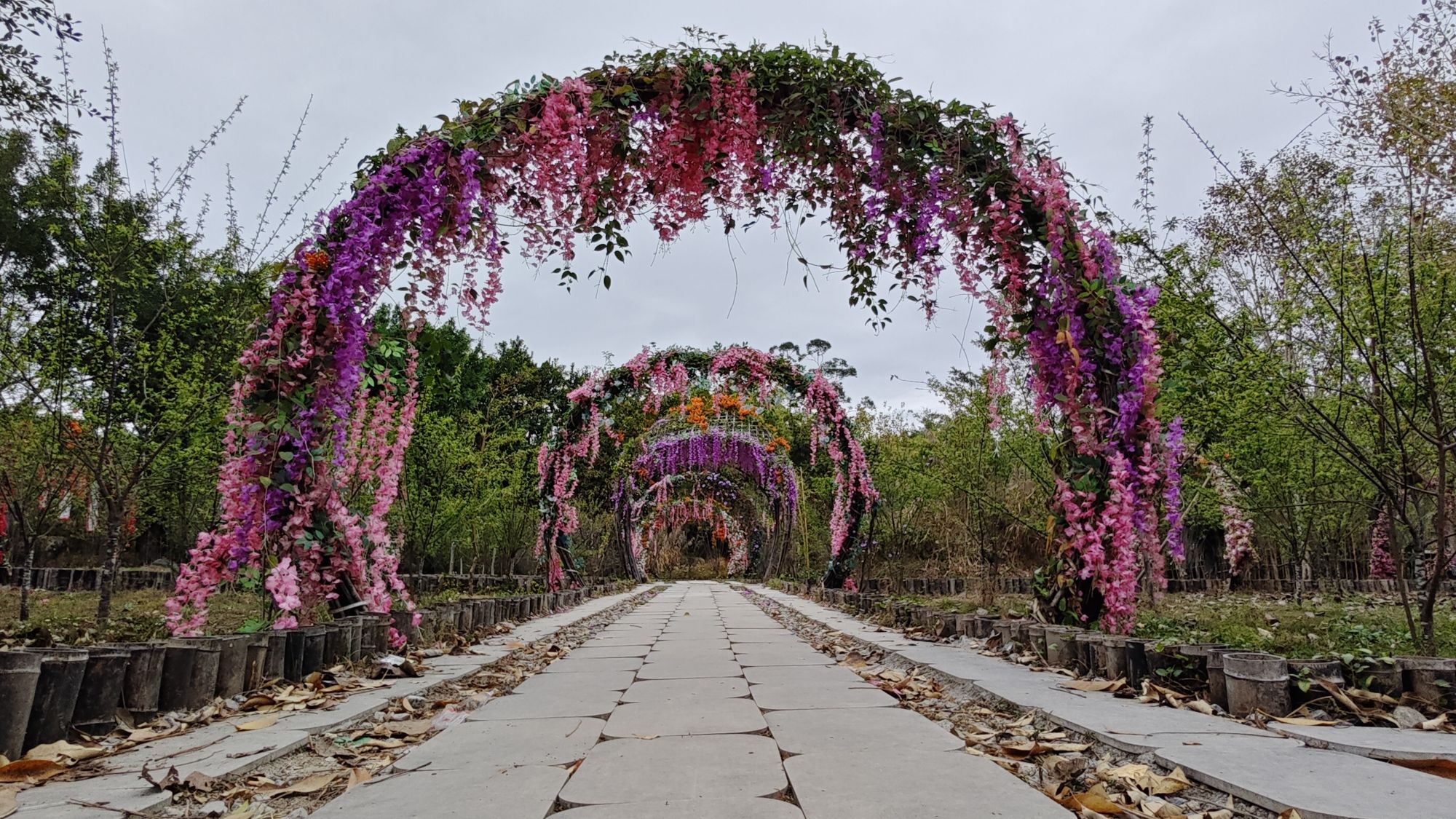 黄河宝树园旅行图片 2