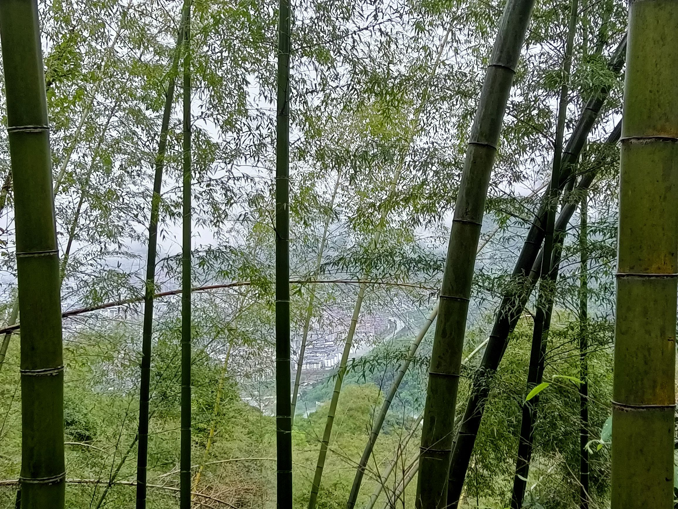 阳明山国家森林公园旅行图片 2