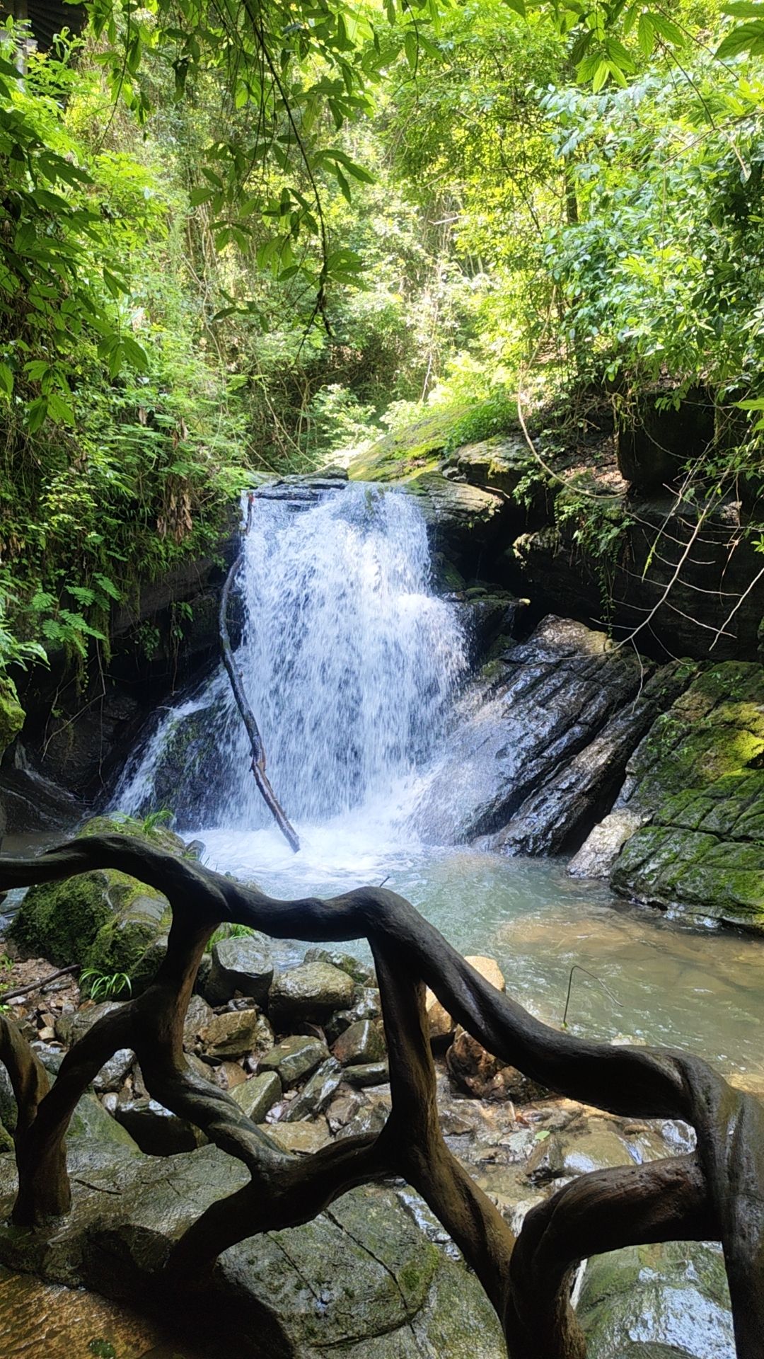 阳明山国家森林公园旅行图片 2