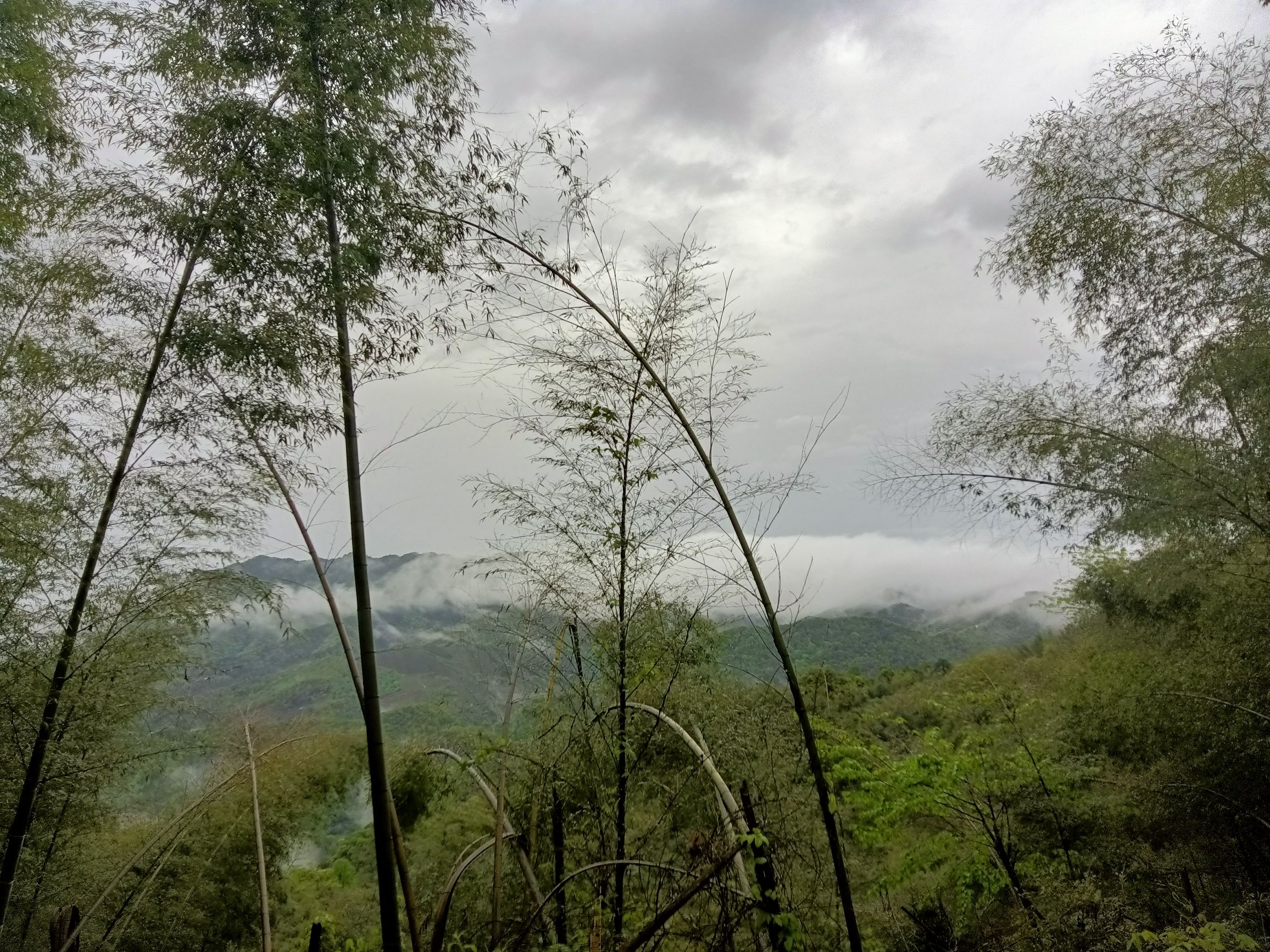 阳明山国家森林公园旅行图片 1