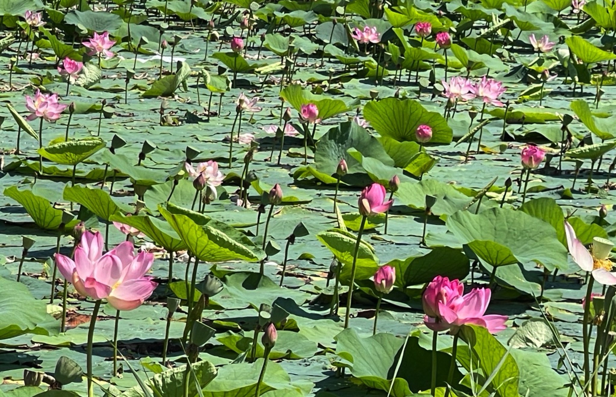 龙安桥国家湿地公园旅行图片 2