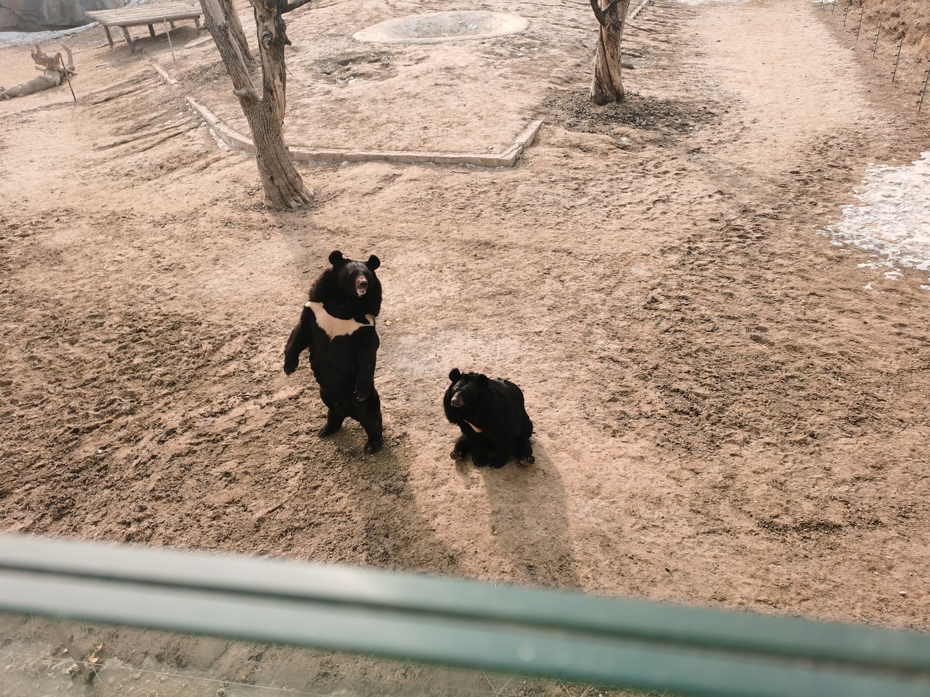 沧州动物园旅行图片 3