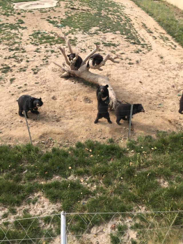 沧州动物园旅行图片 3