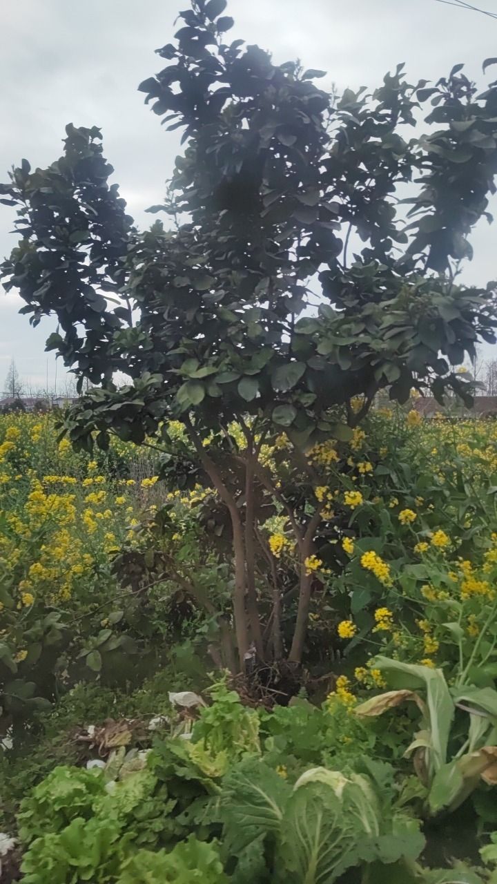 鸟儿洲国家湿地公园旅行图片 2