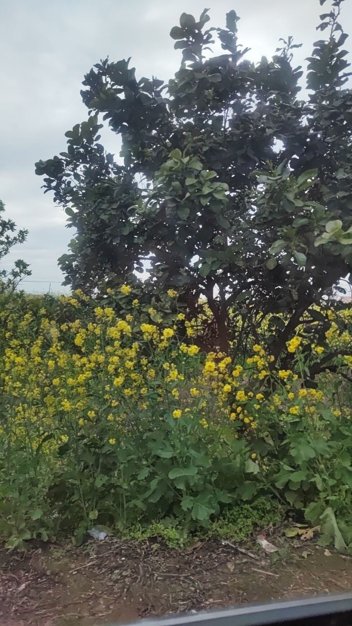 鸟儿洲国家湿地公园旅行图片 1