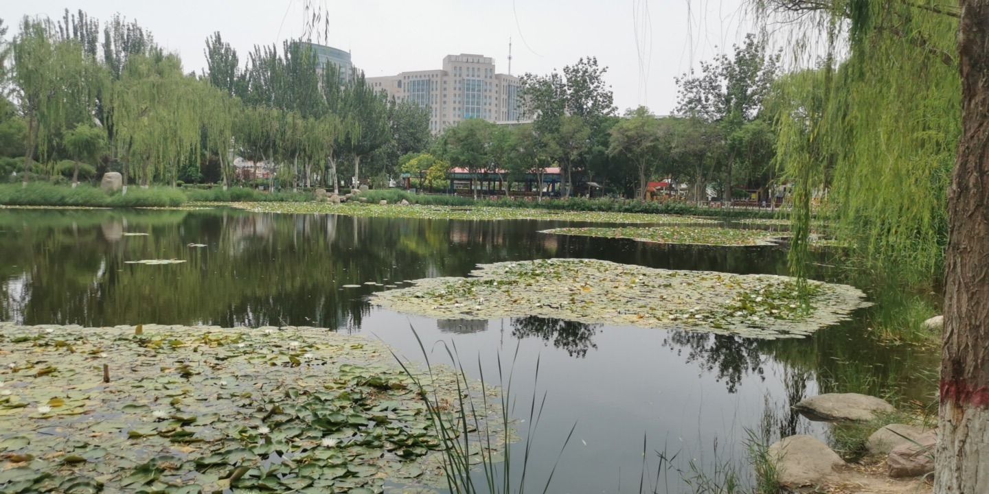 中山公园-莲湖