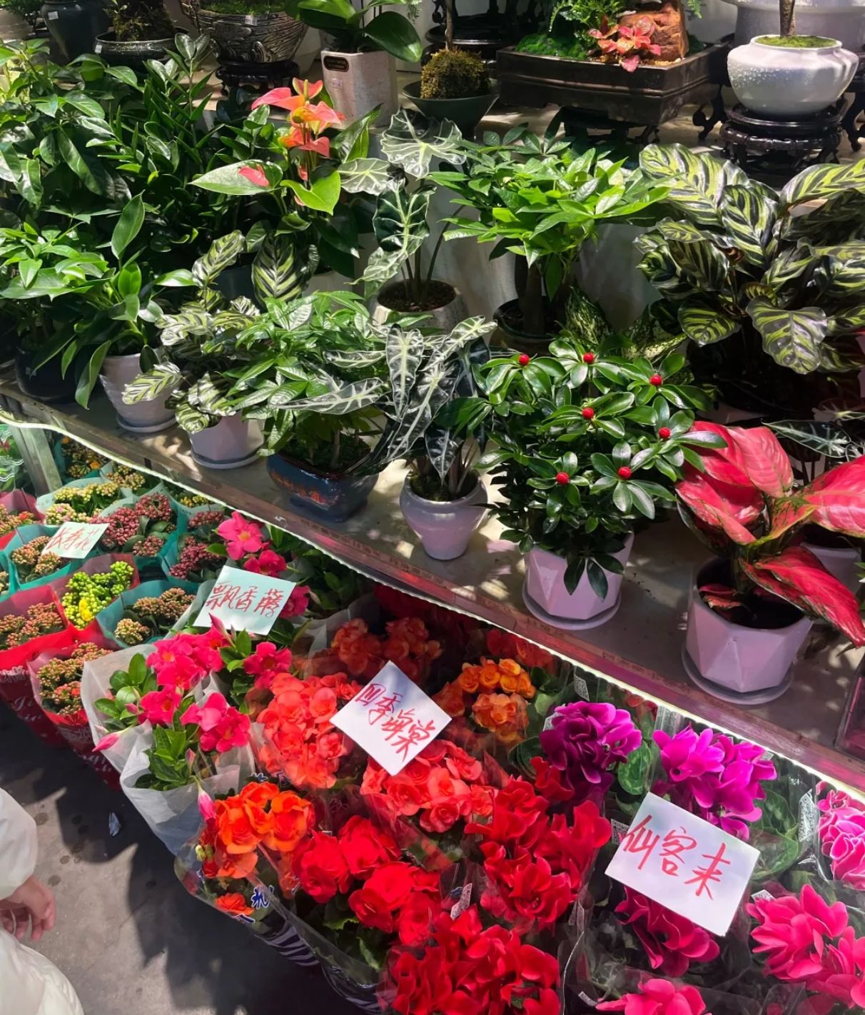 玉泉路花卉市场