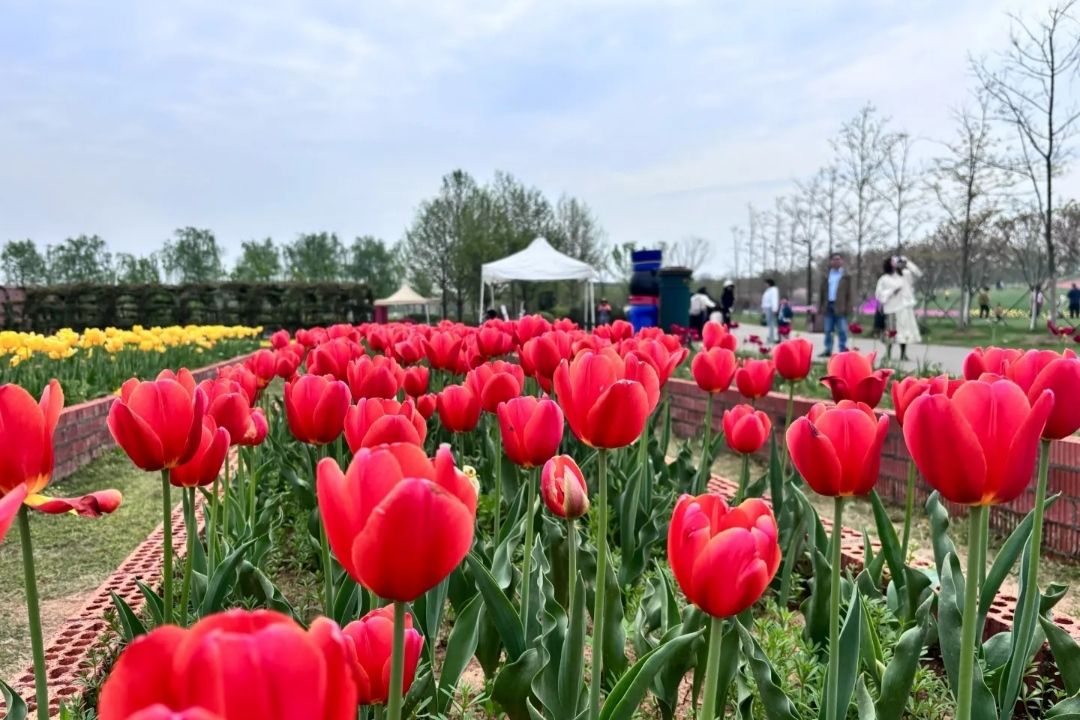 伏热花海庄园旅行图片 2