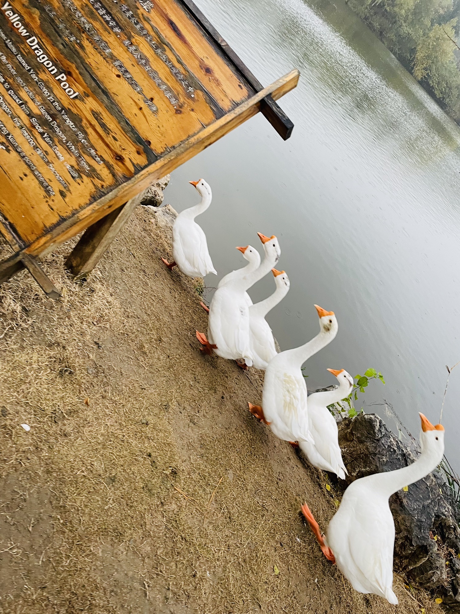 黄龙岘金陵茶文化旅游村旅行图片 1