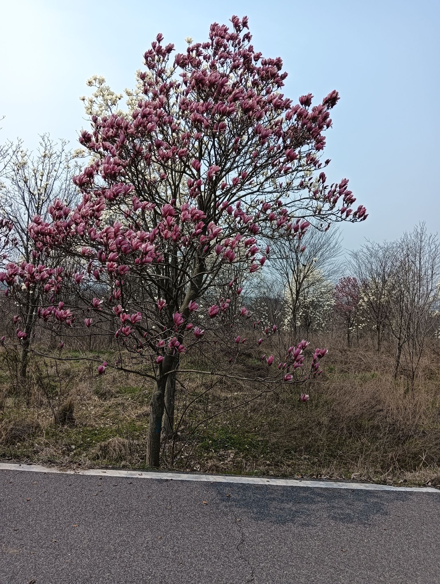 官亭林海旅行图片 1