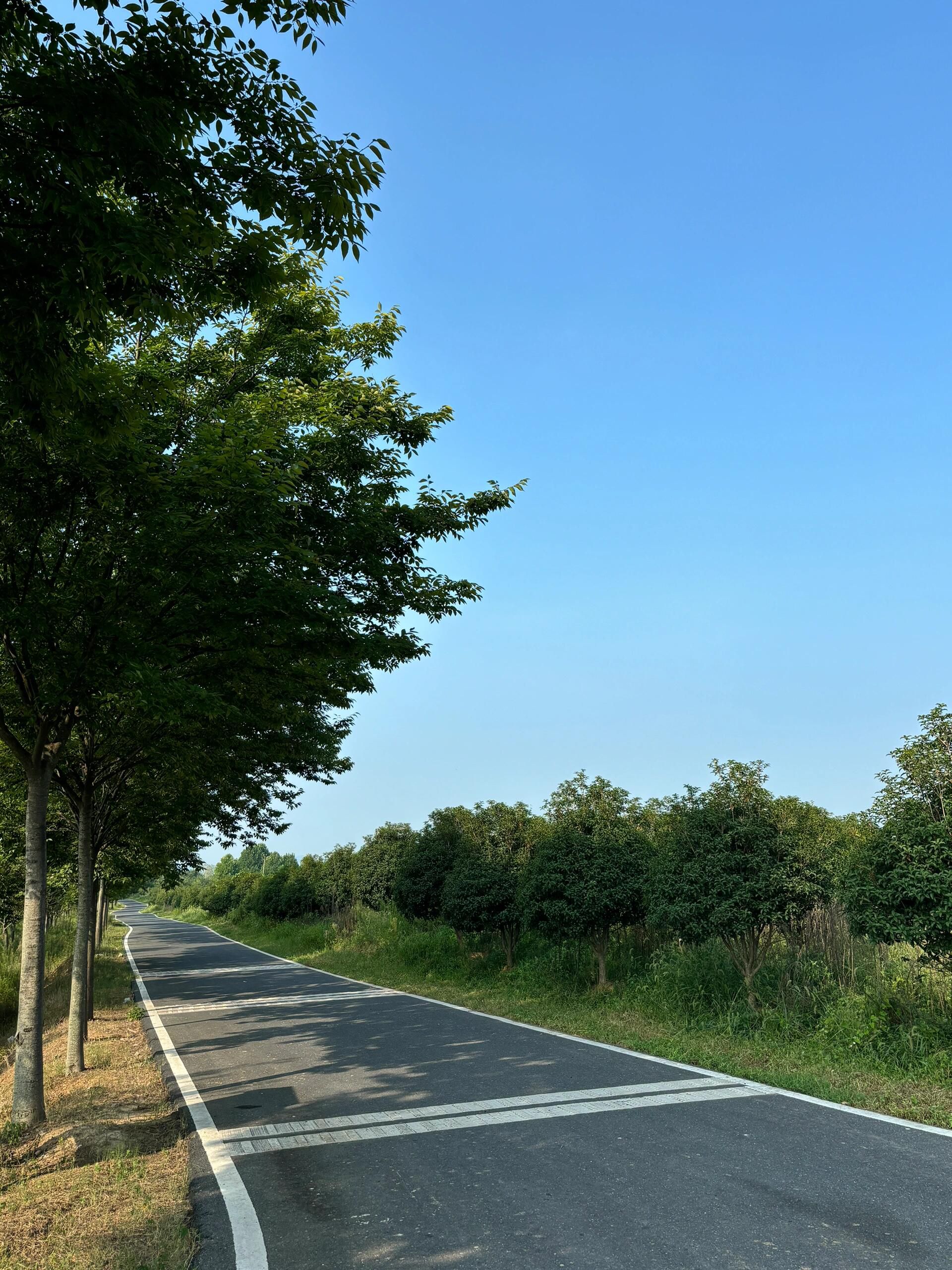 官亭林海旅行图片 2