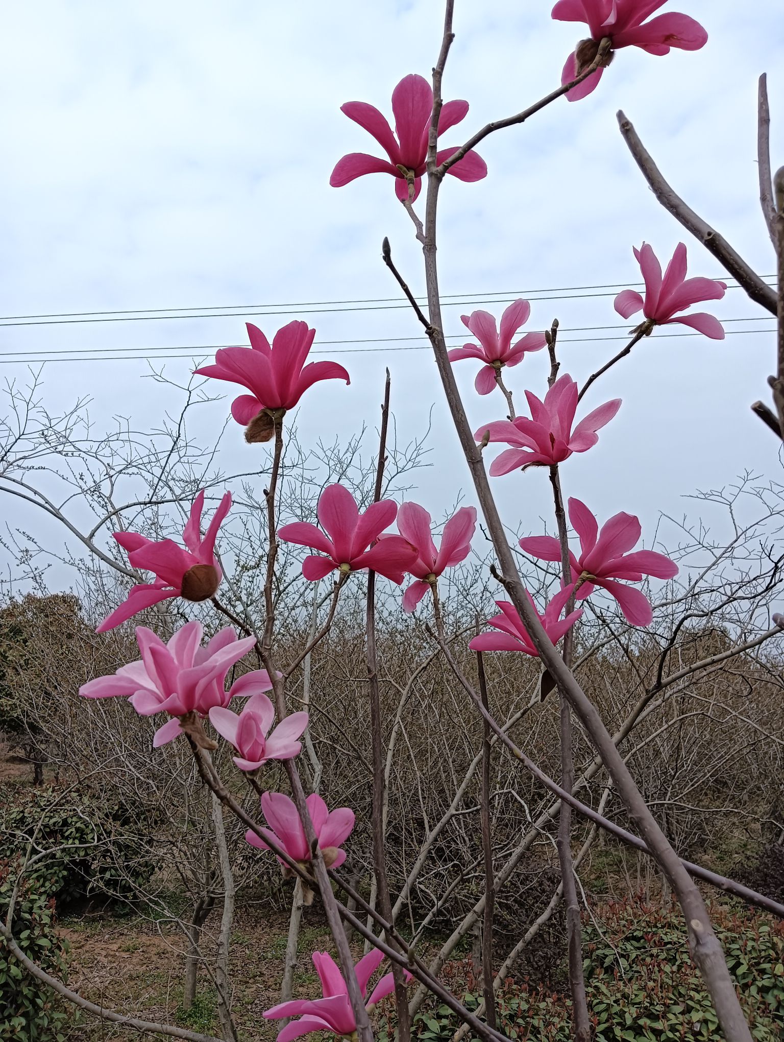 官亭林海旅行图片 2