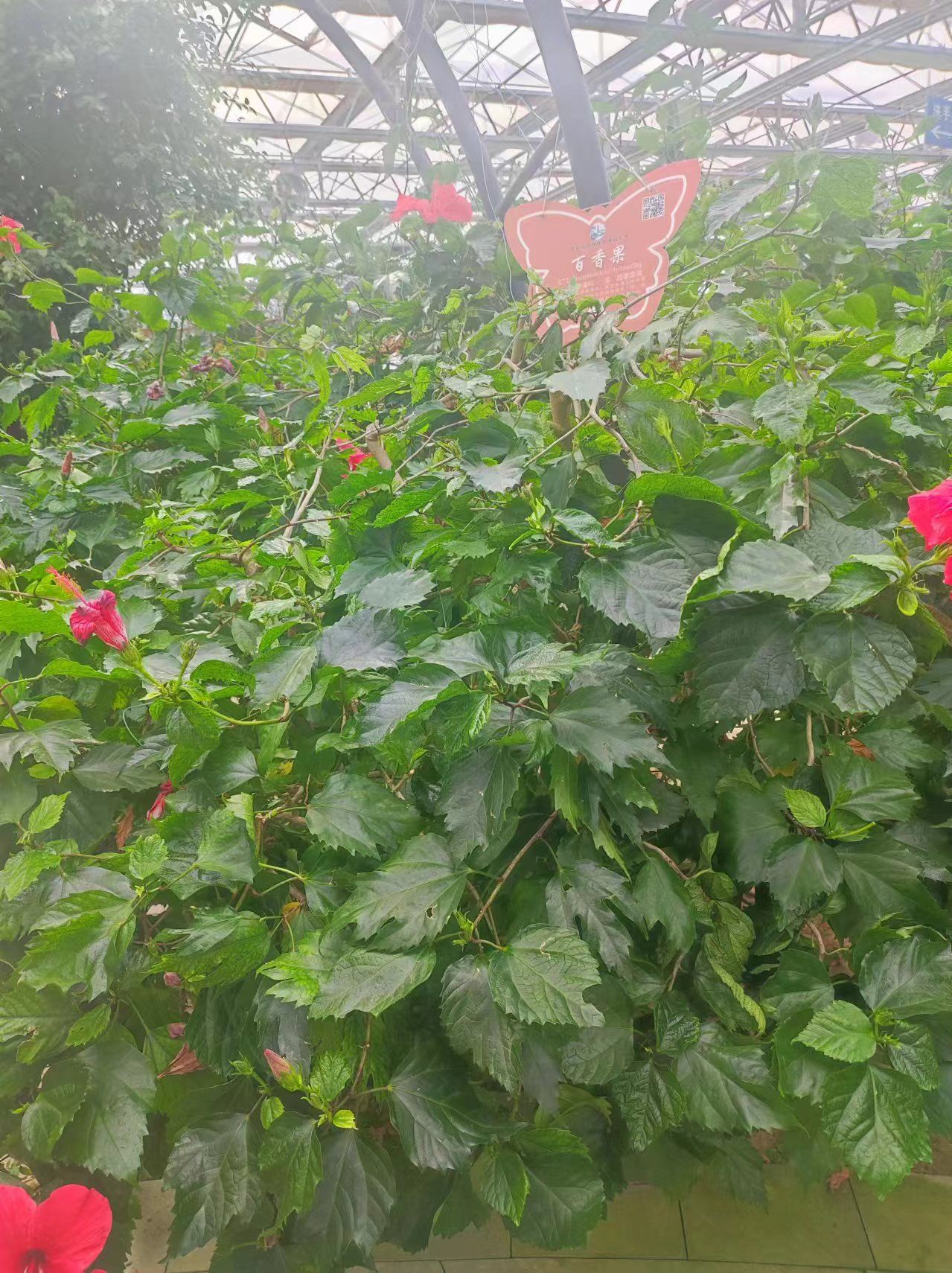 莘县中原现代农业嘉年华旅行图片 3