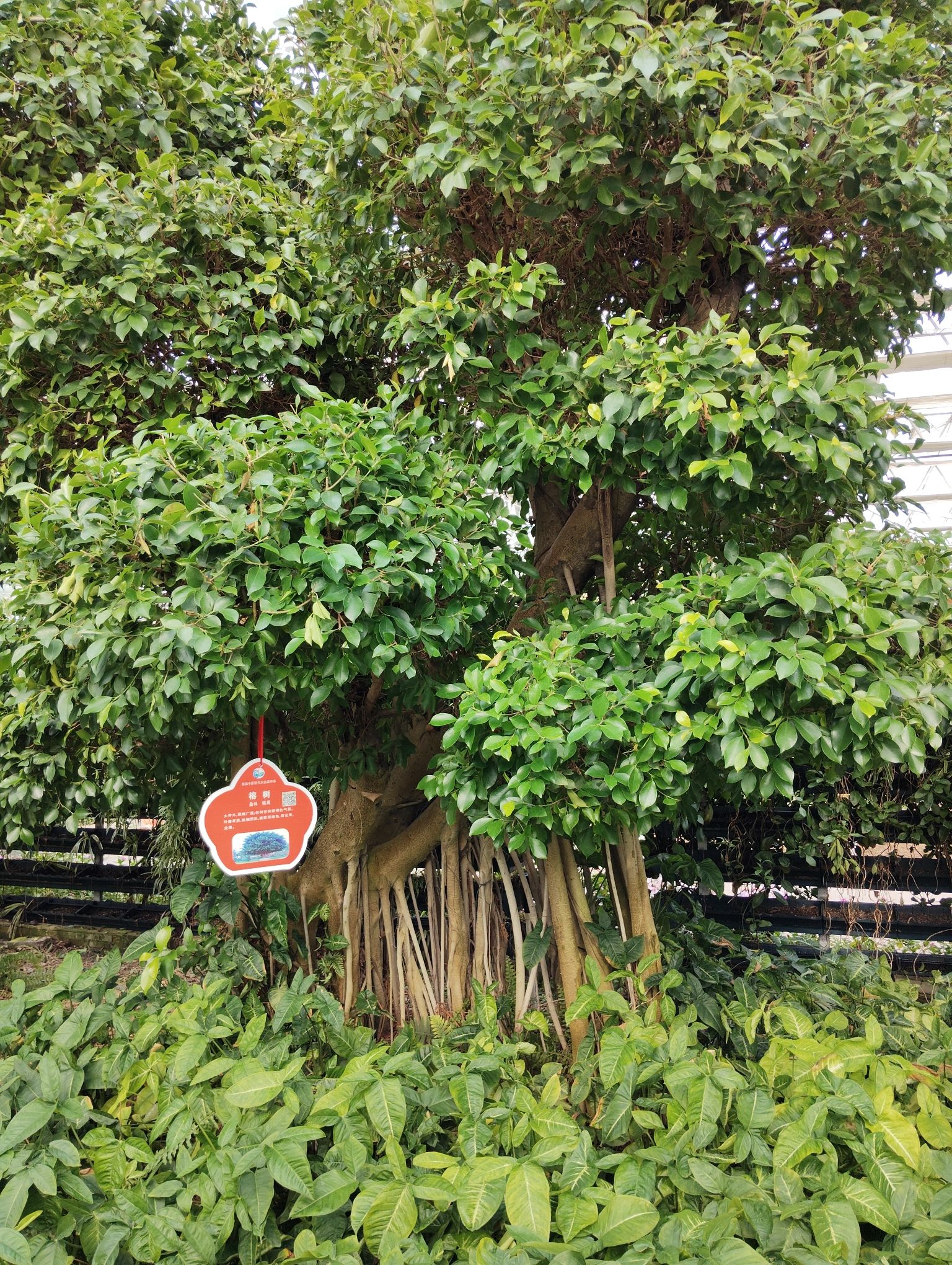 莘县中原现代农业嘉年华旅行图片 1