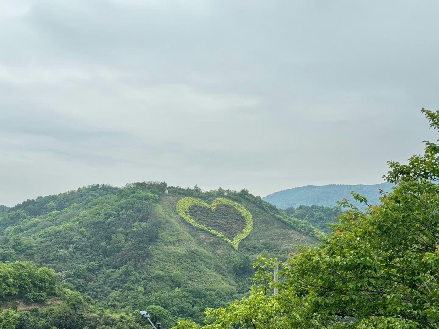 横腊花海旅行图片 2