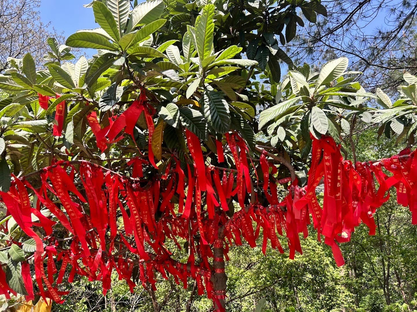 横腊花海旅行图片 3