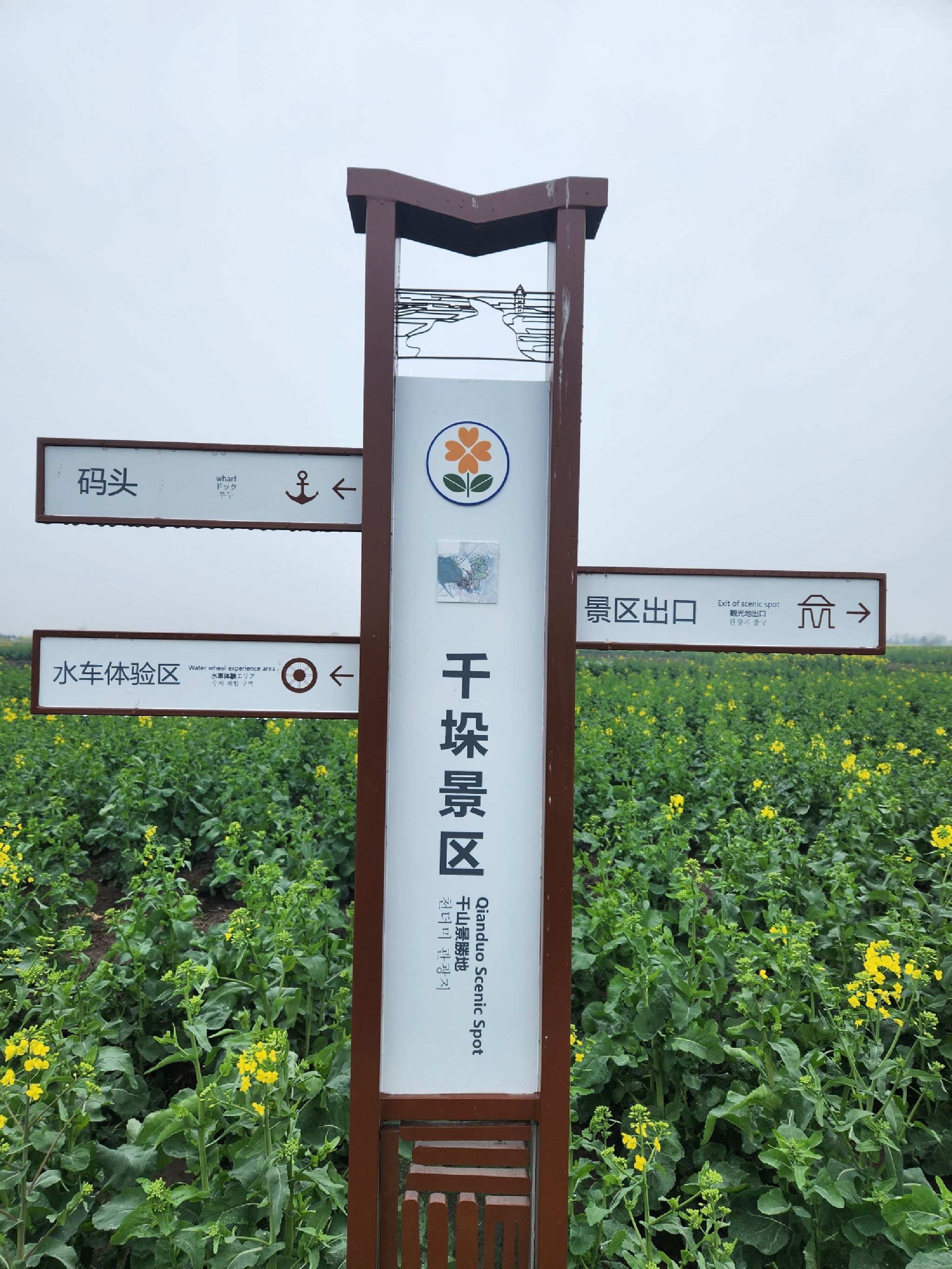 台儿庄油菜花海景观旅行图片 3