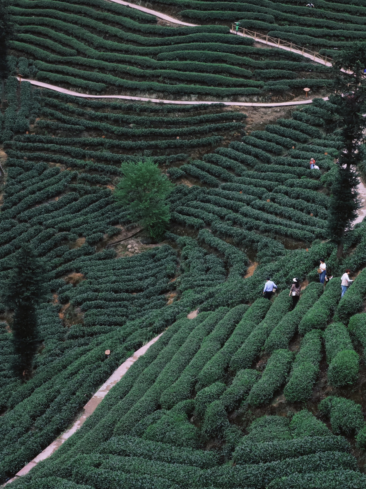 牛碾坪万亩观光茶园旅行图片 2