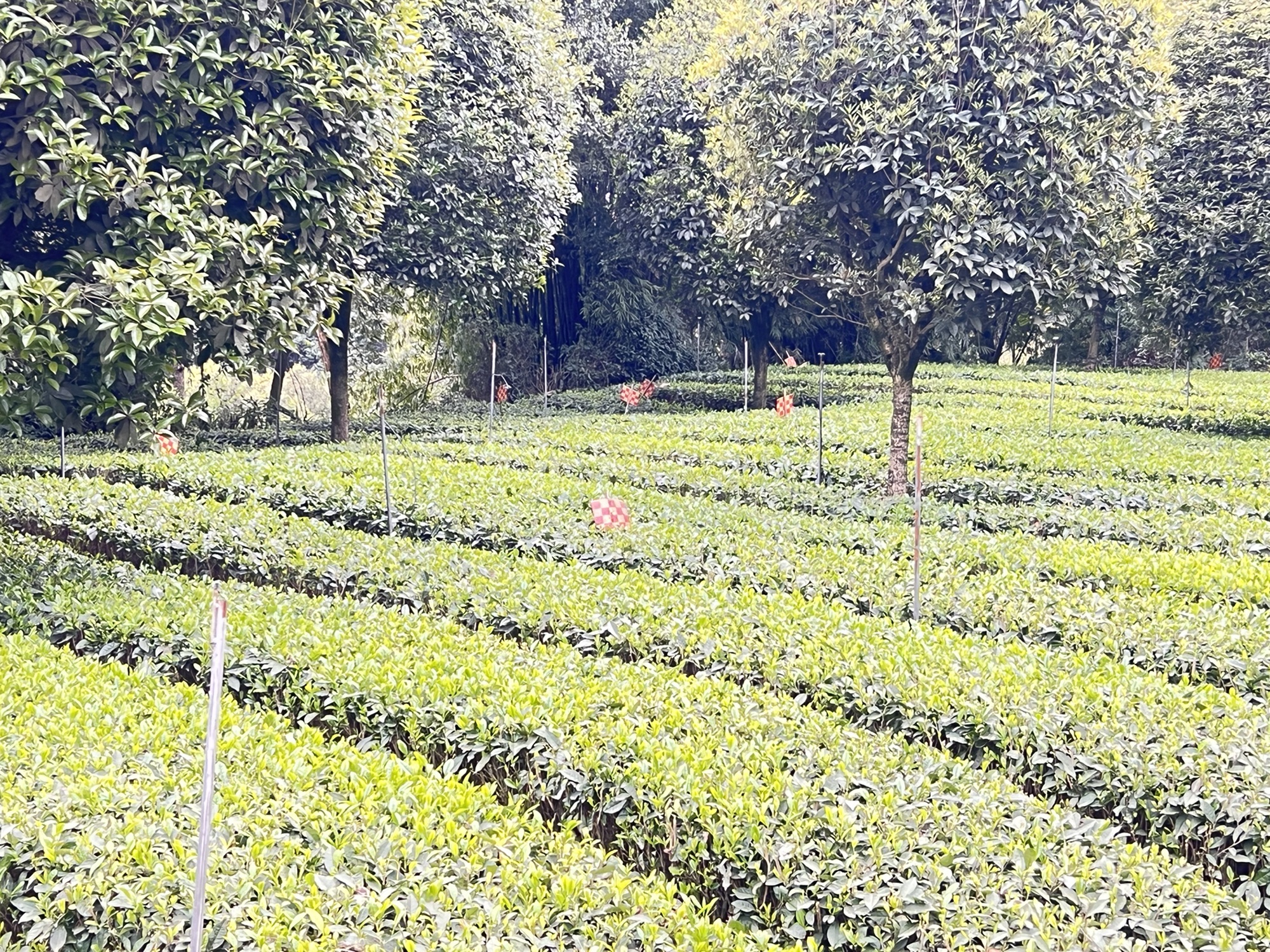 牛碾坪万亩观光茶园旅行图片 1