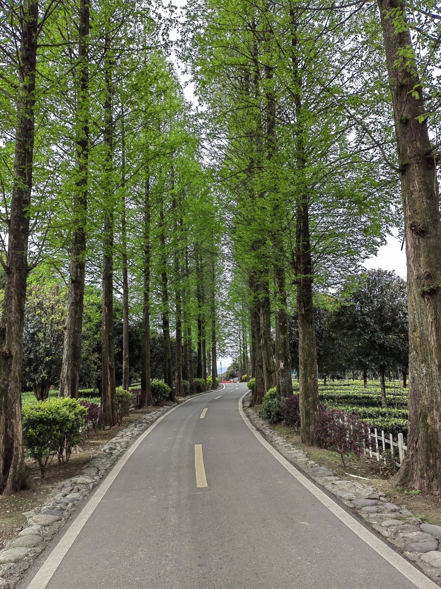 牛碾坪万亩观光茶园旅行图片 2
