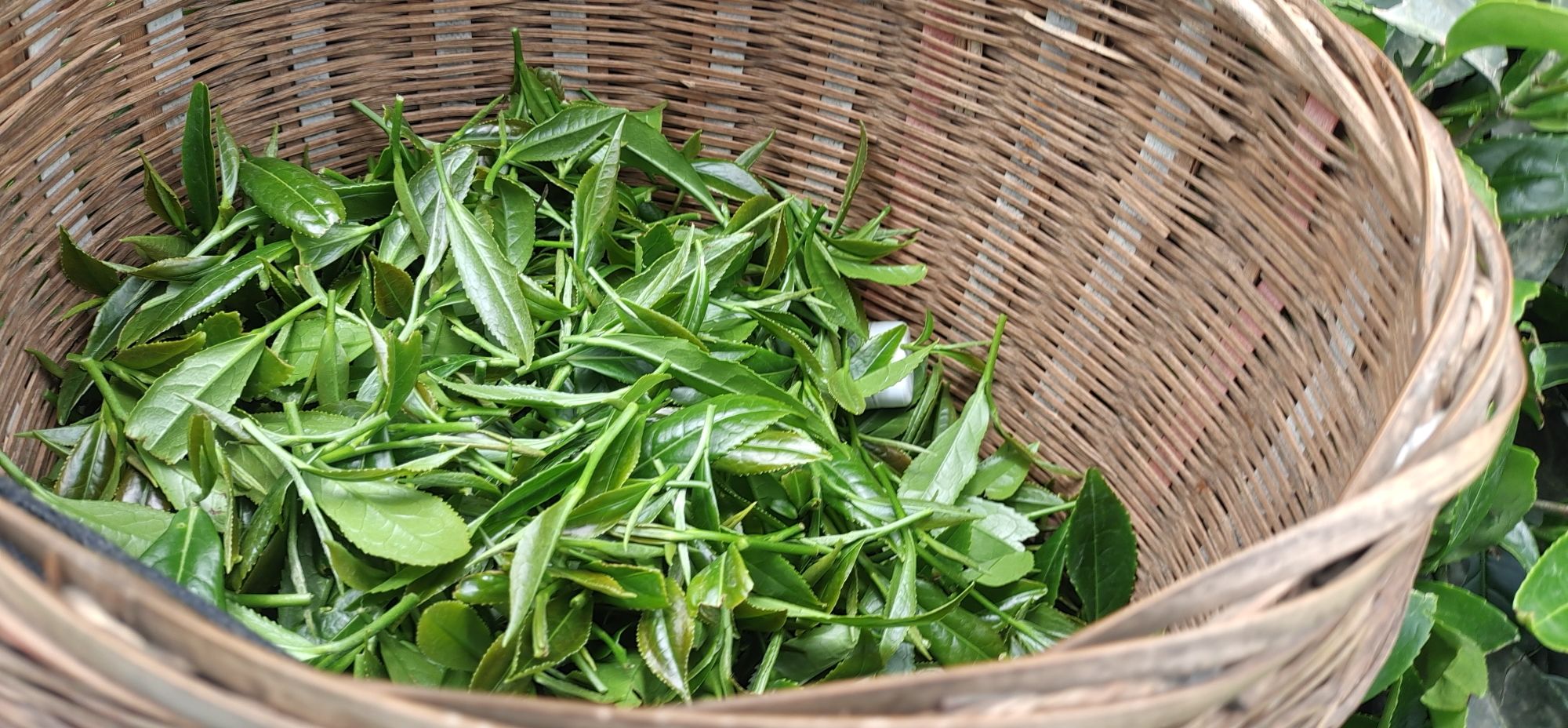 牛碾坪万亩观光茶园旅行图片 2