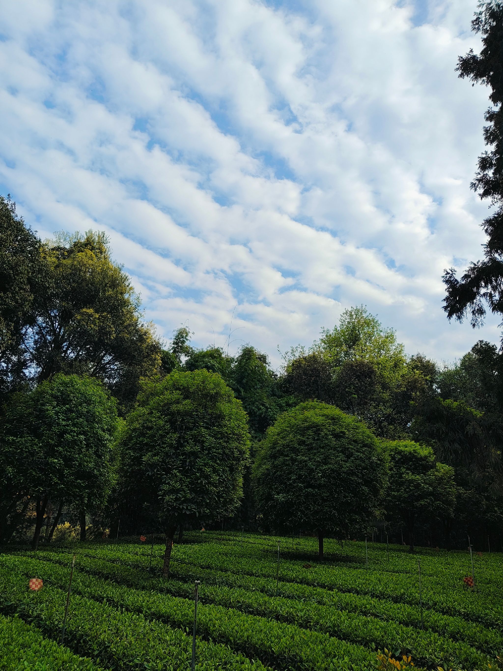 牛碾坪万亩观光茶园旅行图片 1