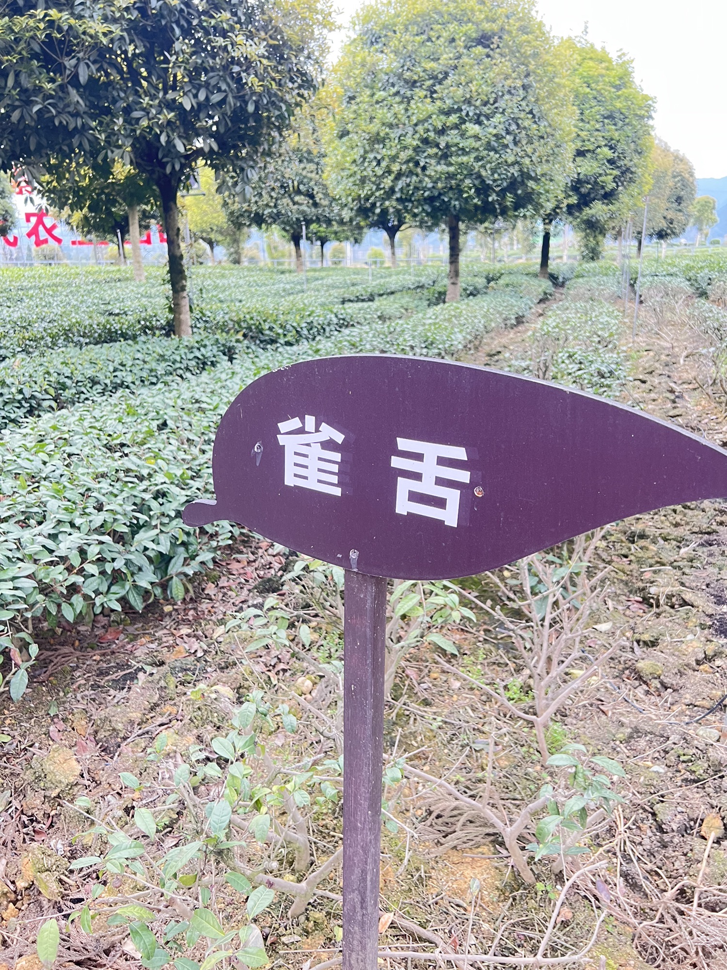 牛碾坪万亩观光茶园旅行图片 2