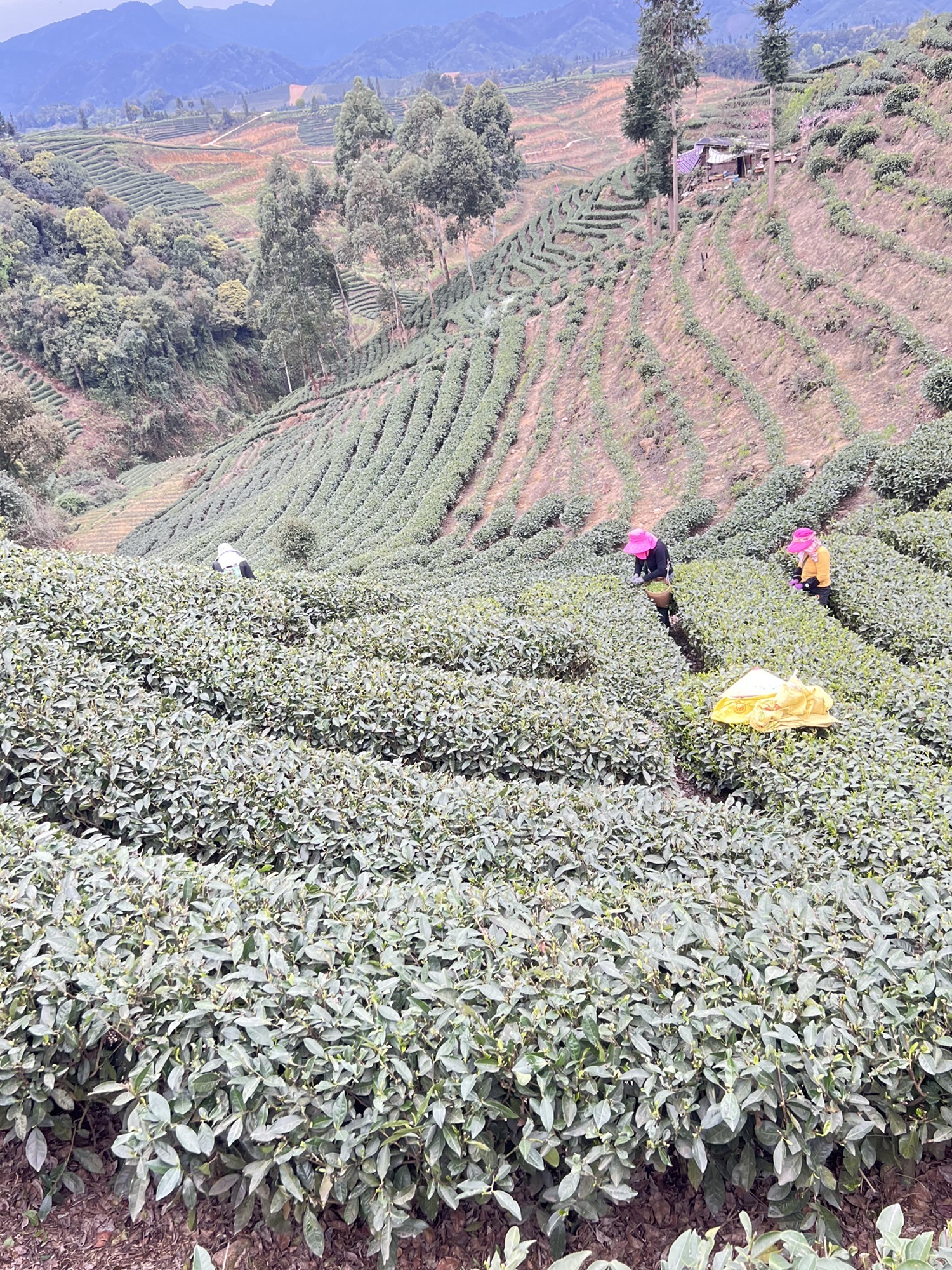 牛碾坪万亩观光茶园旅行图片 3
