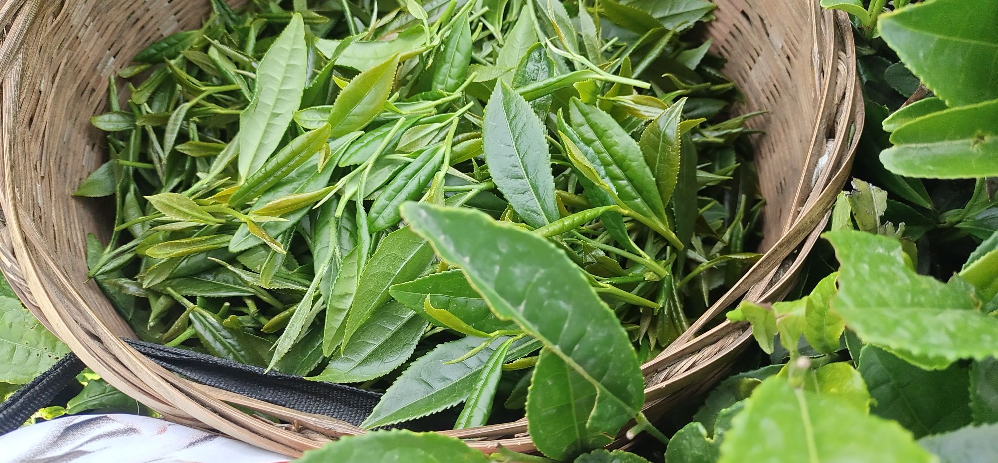 牛碾坪万亩观光茶园旅行图片 1