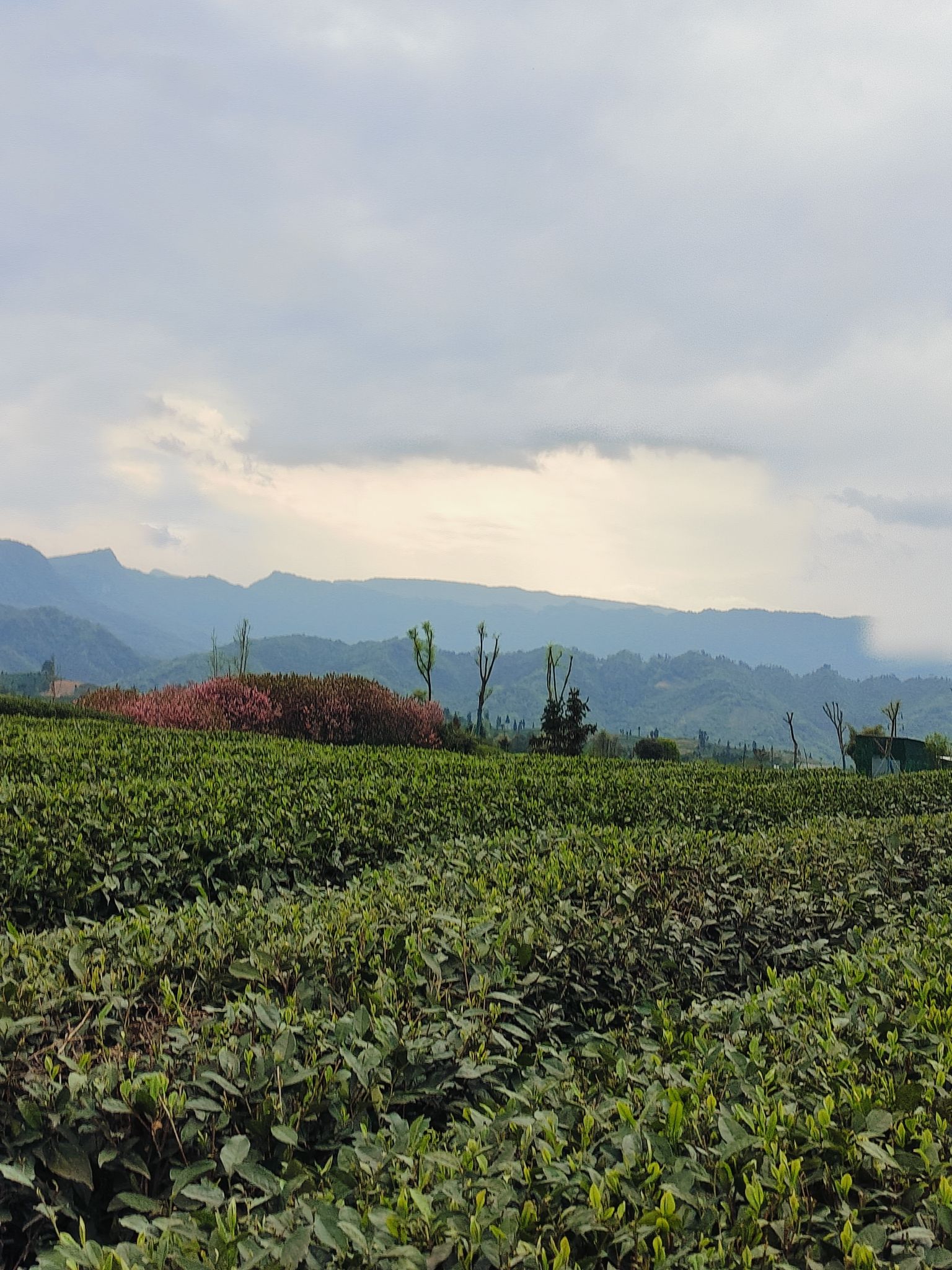 牛碾坪万亩观光茶园旅行图片 2