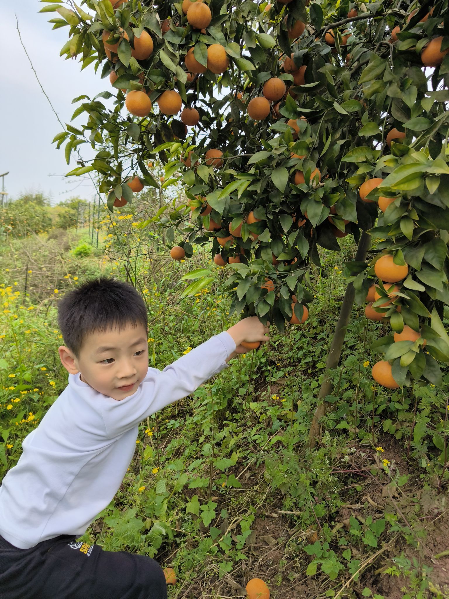鲁能美丽乡村旅行图片 2