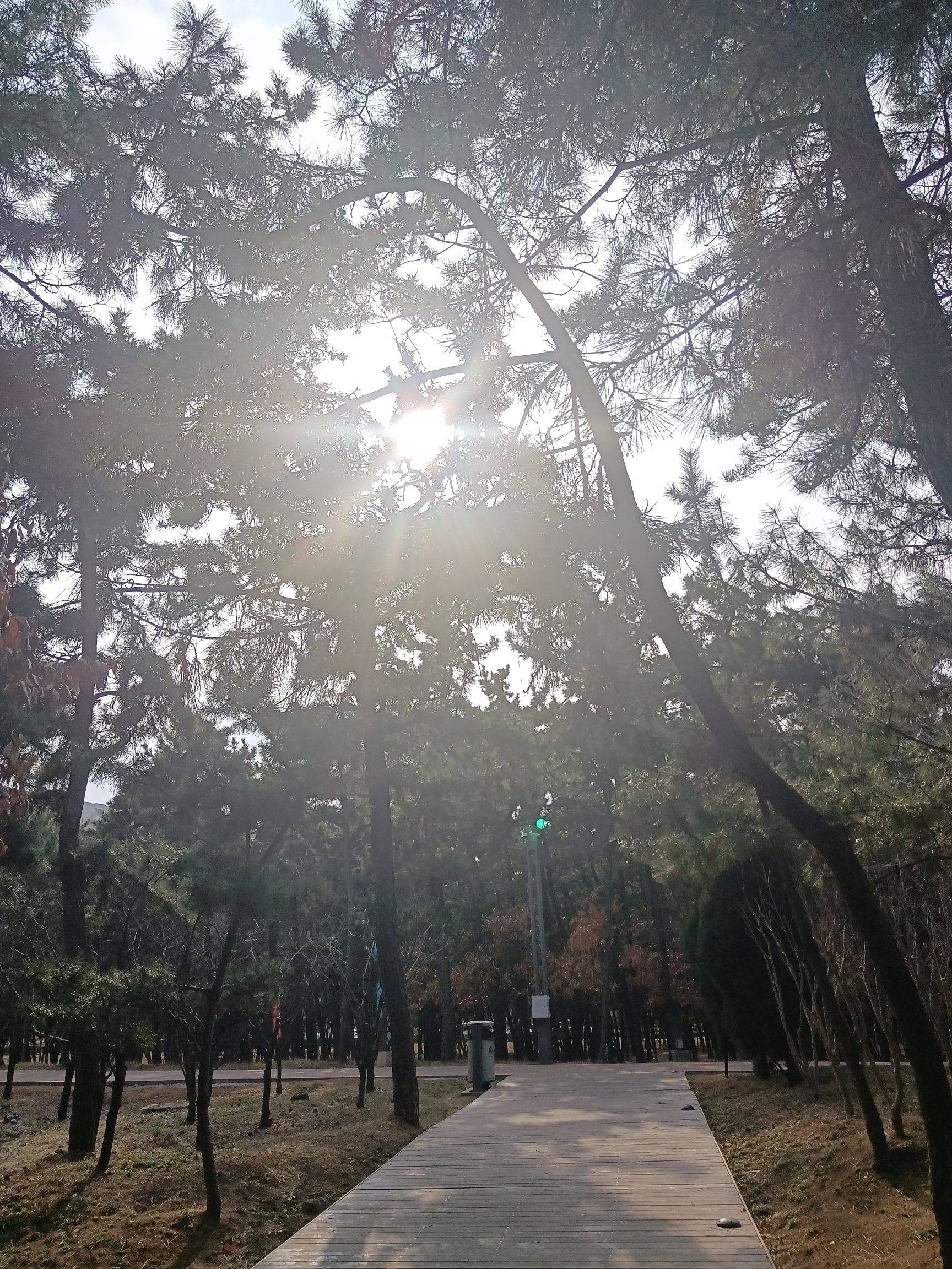 九龙湾公园旅行图片 2